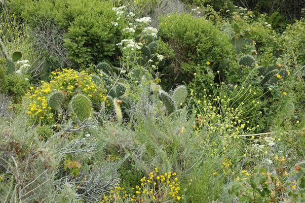 Soberanes Canyon 020.jpg